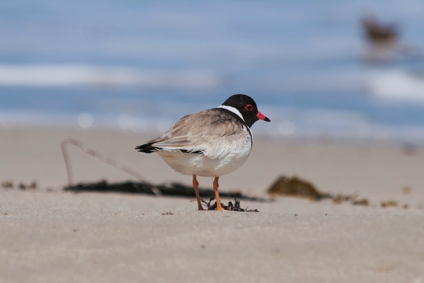 A hooded plover with black head and red beak, standing on the beach.