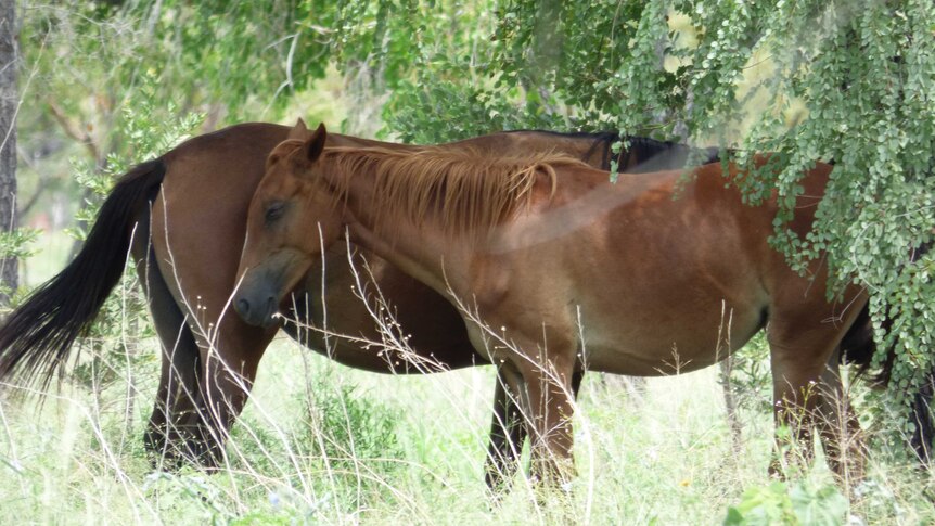 Pair of horses resting under a tree
