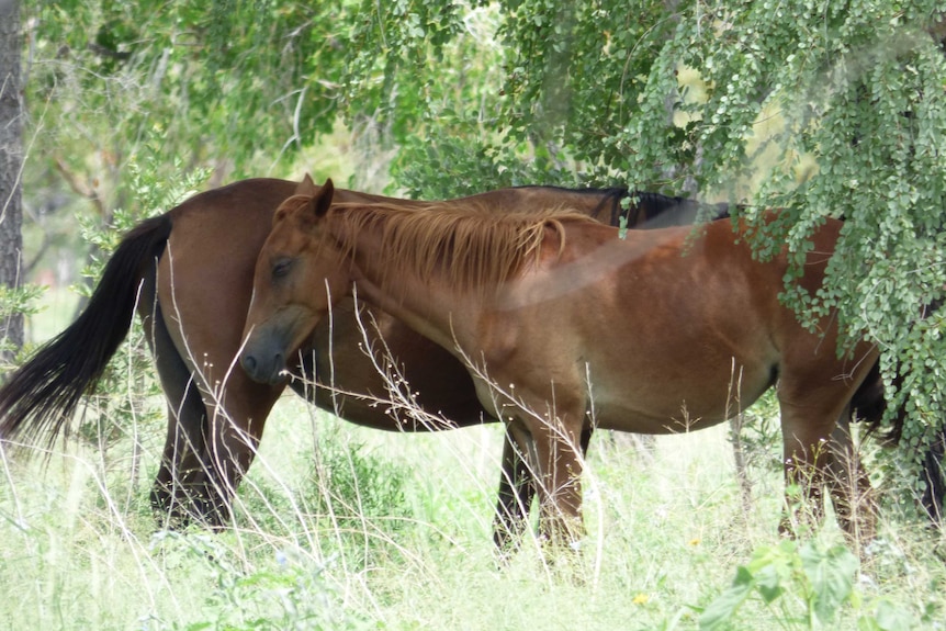 Pair of horses resting under a tree