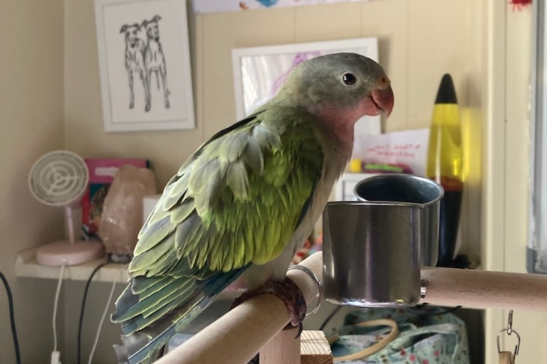 A green and pink parrot on a perch inside a home