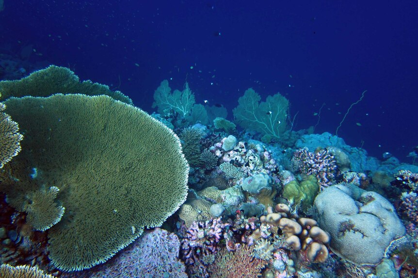 A reef crest in the Chagos Archipelago