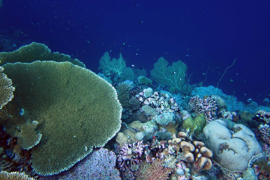 A reef crest in the Chagos Archipelago