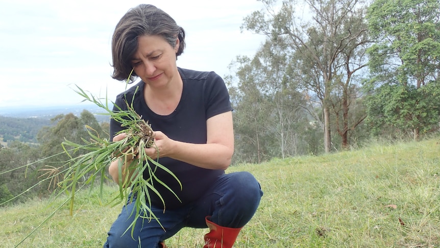 The microbiologist looking down at a piece of clump of grass.