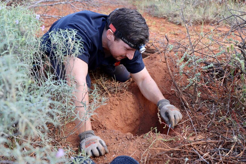 Man with blue shirt and gloves digging with a pocketknife.