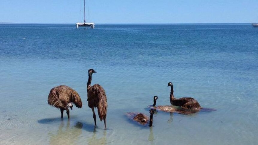 Emus cool off in the summer heat.