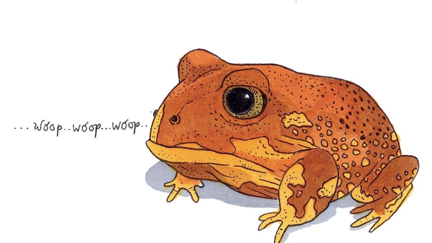 A large-armed brown frog calling: "Woop … woop … woop."