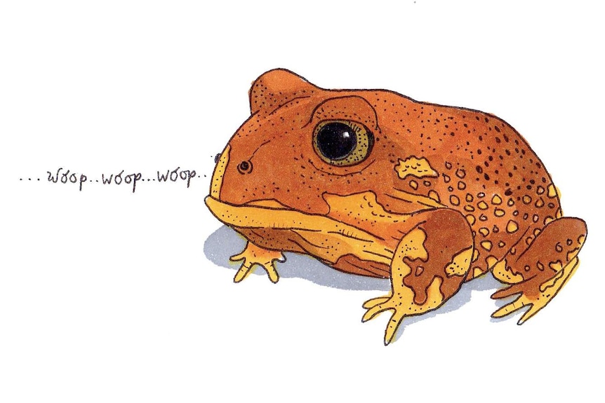 A large-armed brown frog calling: "Woop … woop … woop."