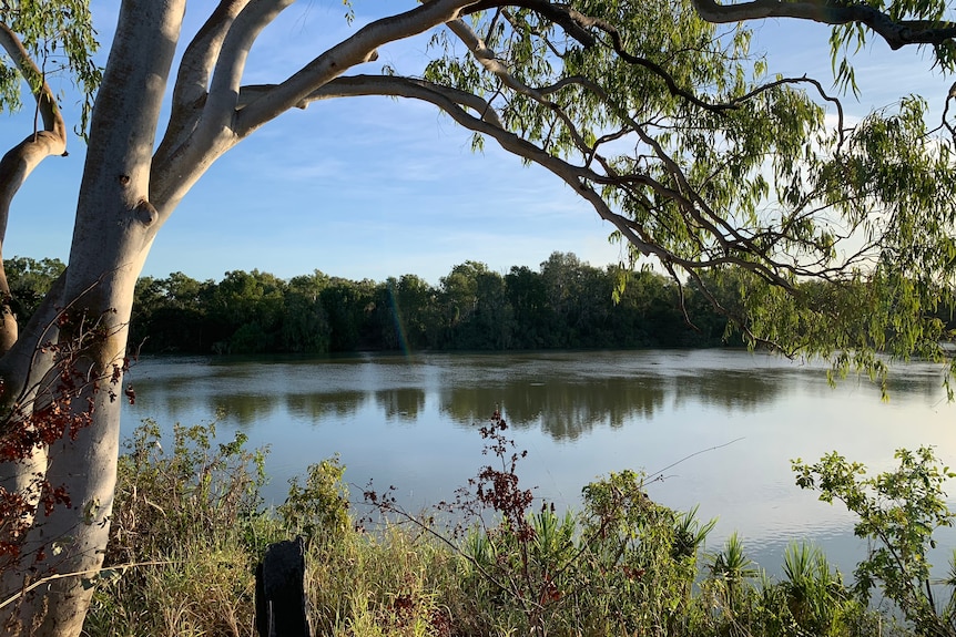 A river surrounded by large trees and blue skies