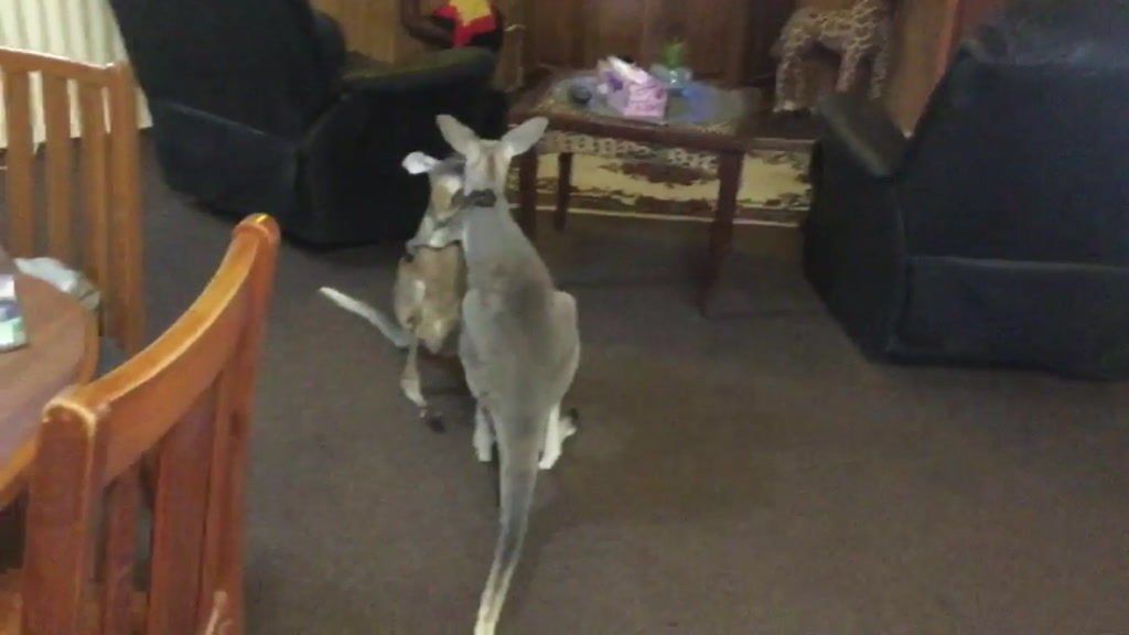Kangaroos find relief indoors as the temperature soars - ABC News