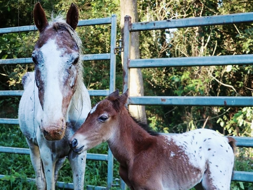A horse and a foal.