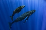 A humpback whale and her calf swimming through blue waters.