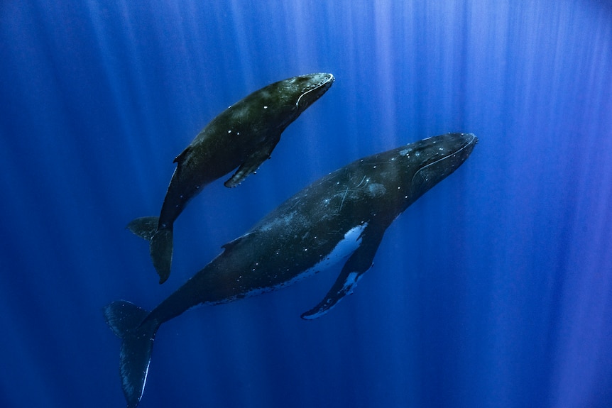 A humpback whale and her calf swimming through blue waters.