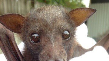baby flying fox with a fake teet in its mouth