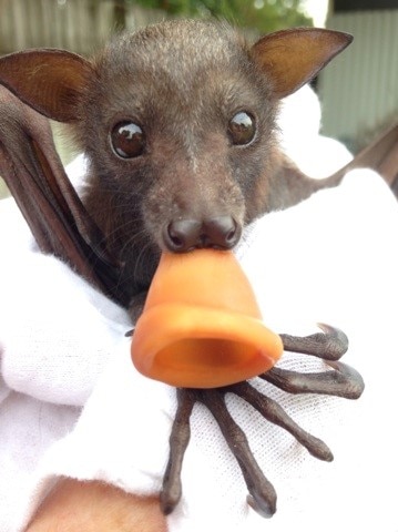 baby flying fox with a fake teet in its mouth