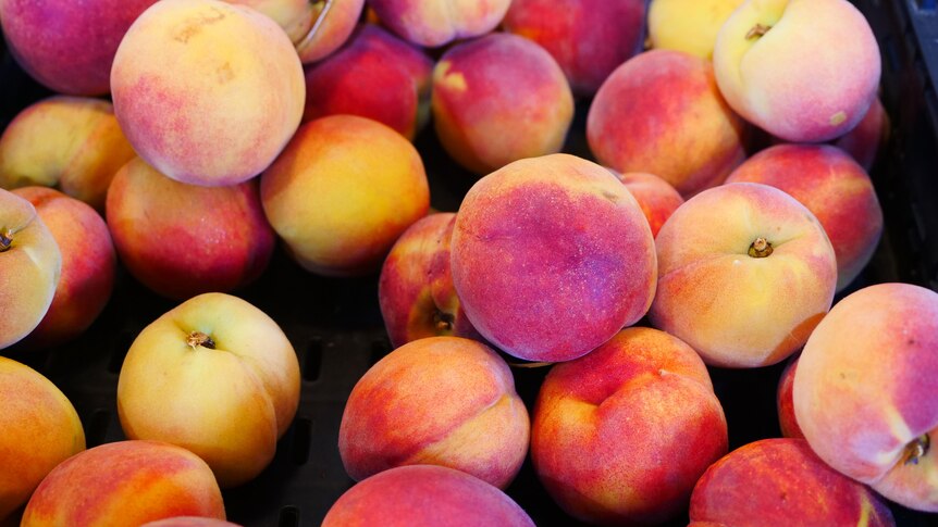 Stone fruit cost rises in NSW after poor harvest, while Queensland could have bumper crop