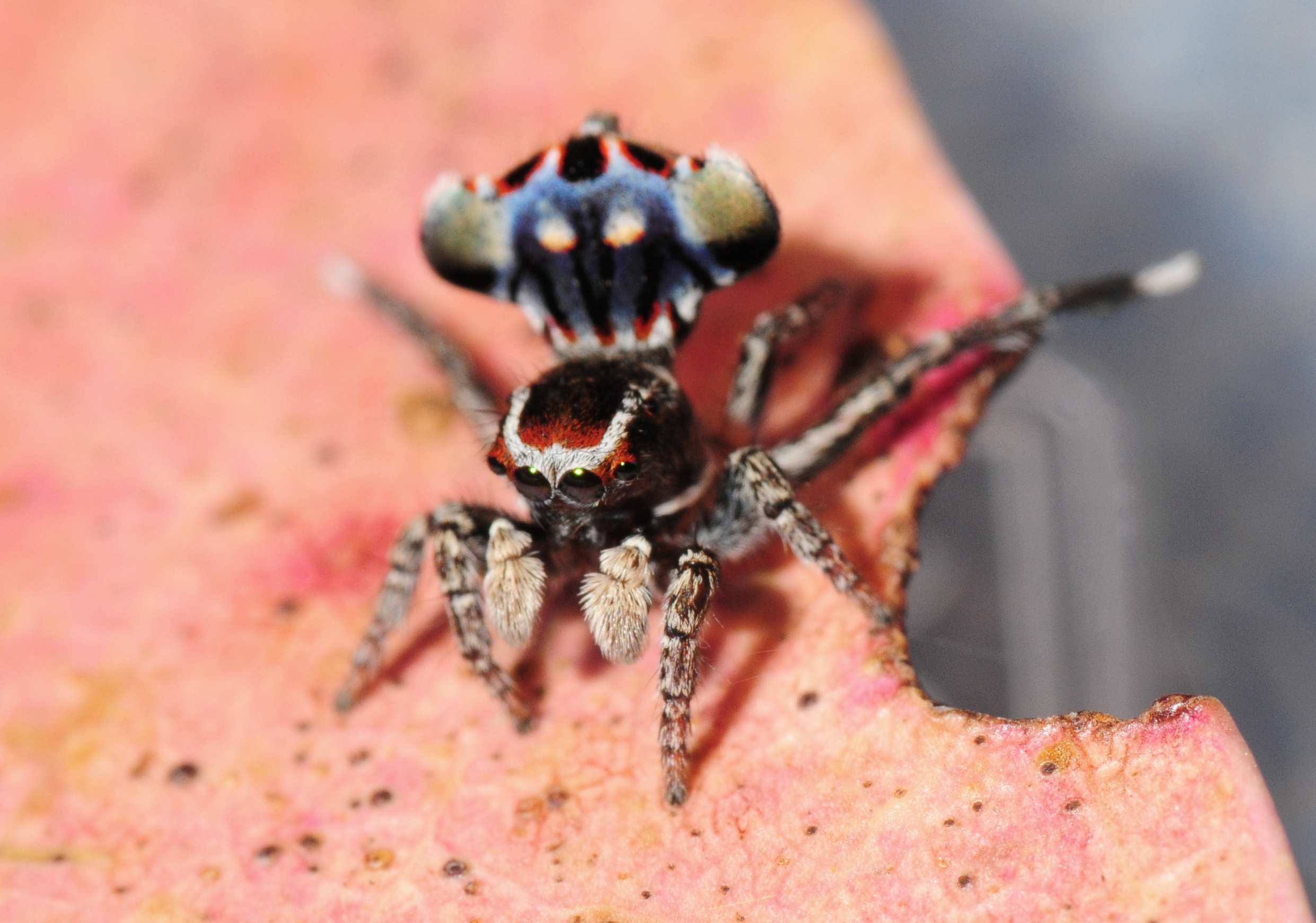 Maratus Harrisi: The Tiny Peacock Spider Discovered By Canberra Man ...