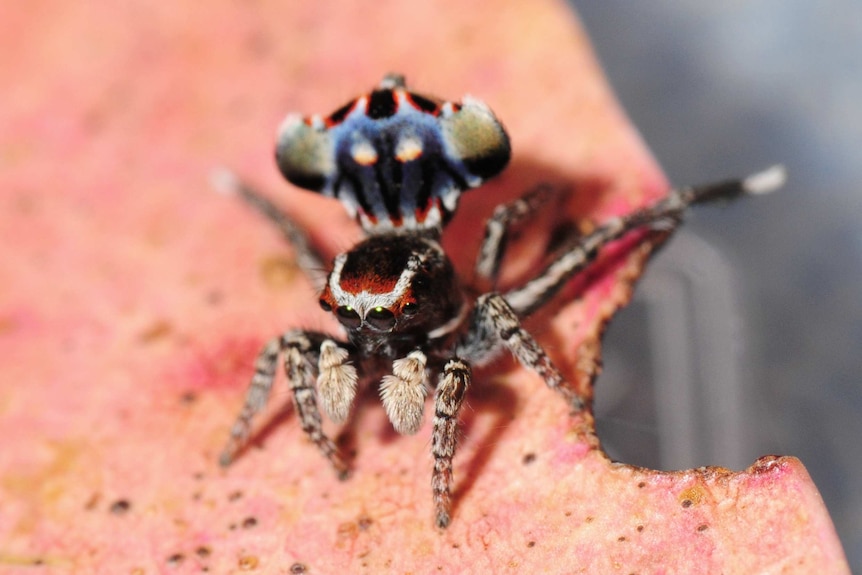 Maratus harrisi in full display.