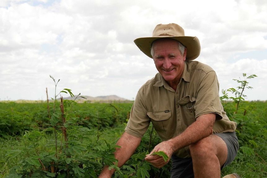 Man with fodder crop in paddock.