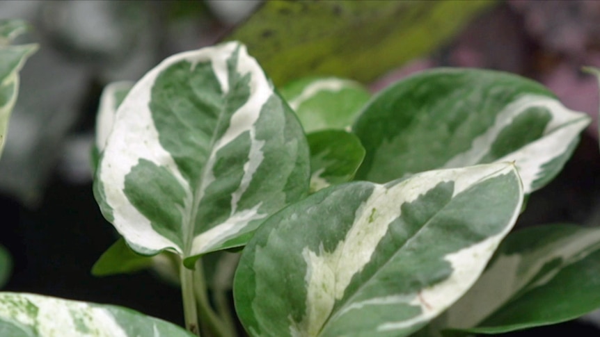 Close up of variegated green and white leaves.