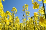 Brightly-coloured canola flowers in a field.