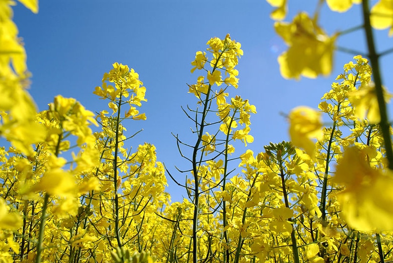 Brightly-coloured canola flowers in a field.