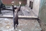 Sun bear appears to beg for food at Bandung Zoo