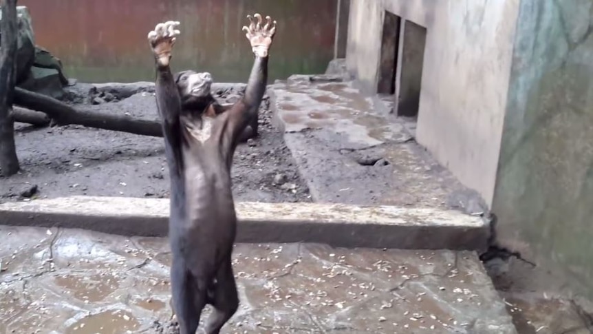 Sun bear appears to beg for food at Bandung Zoo