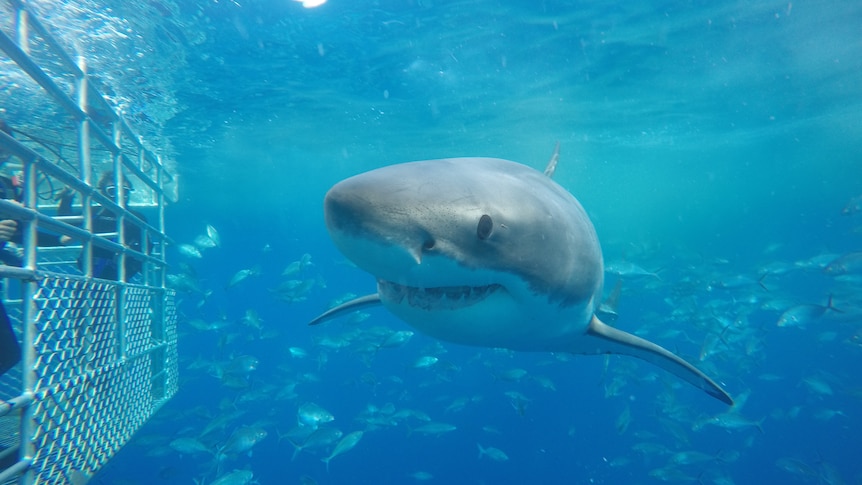 A great white shark looking at the camera almost looking like its smiling with its mouth open.