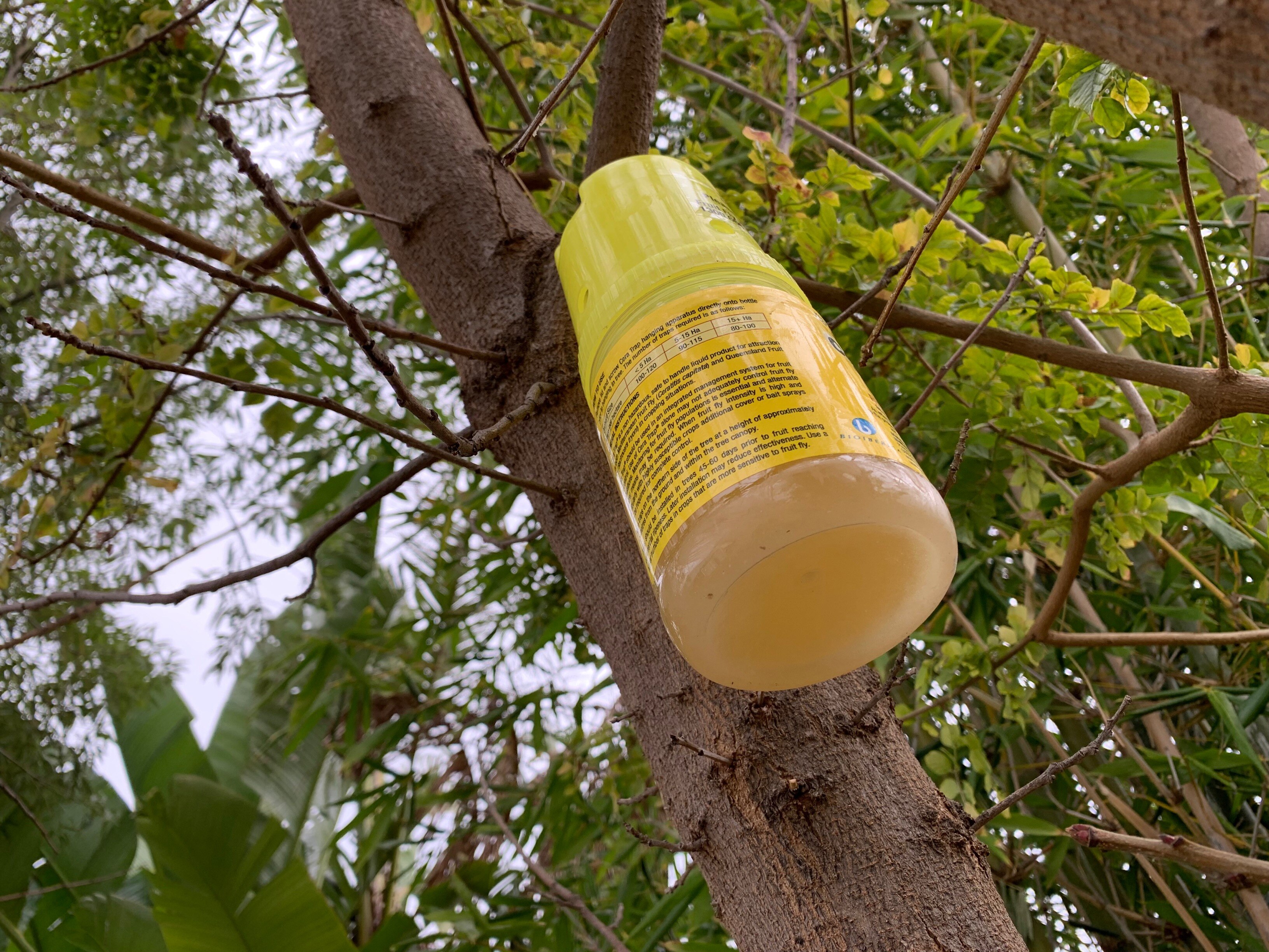 Free fruit tree removal program for Riverland residents to manage fruit