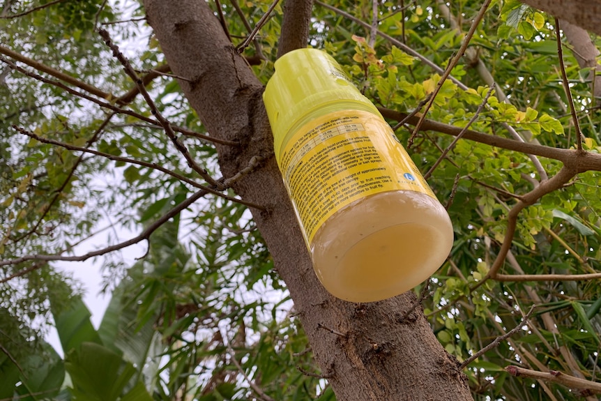 A yellow container with an amber substance in it, hanging from a tree.