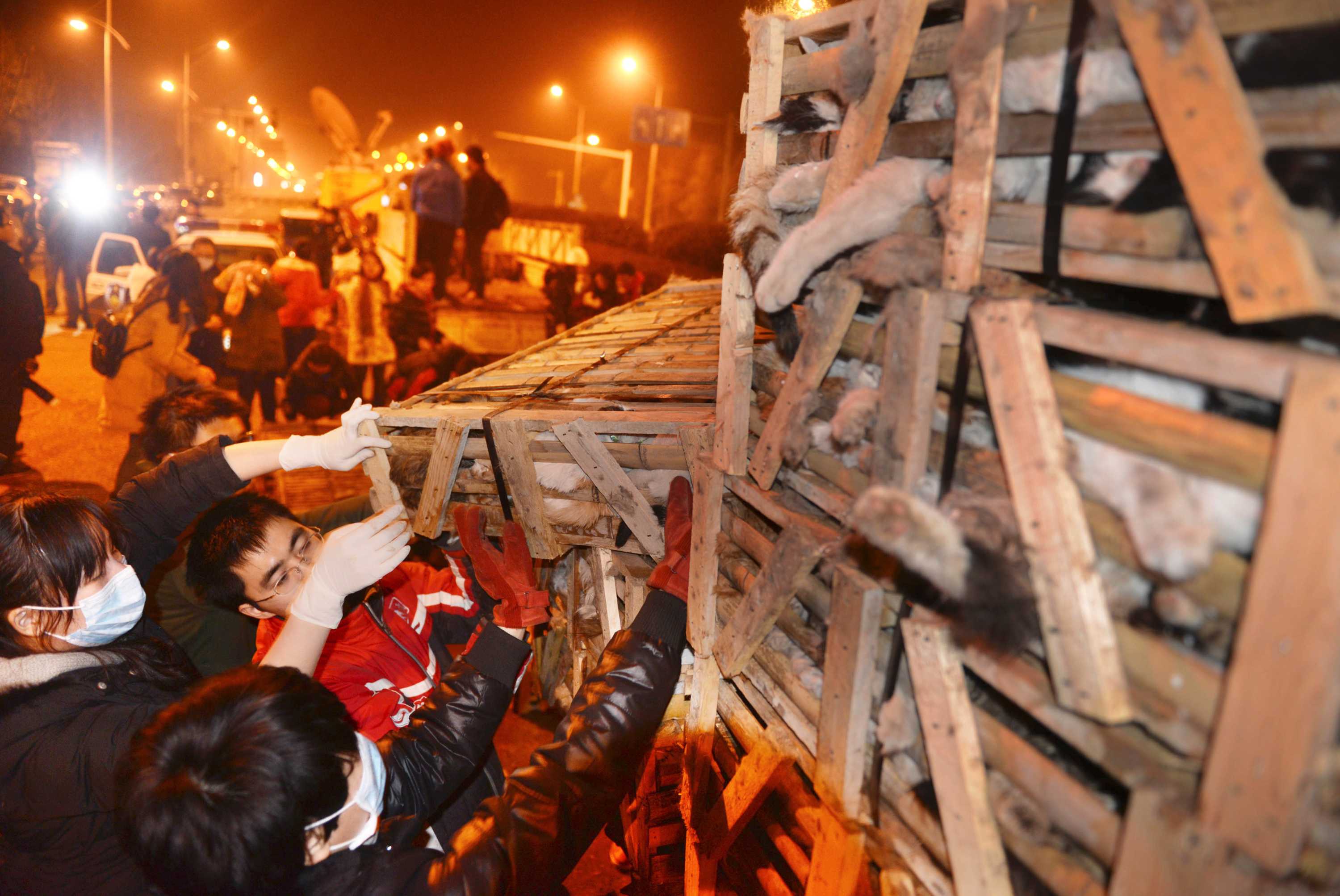 Vietnam buries thousands of smuggled cats; animal rights group fears ...