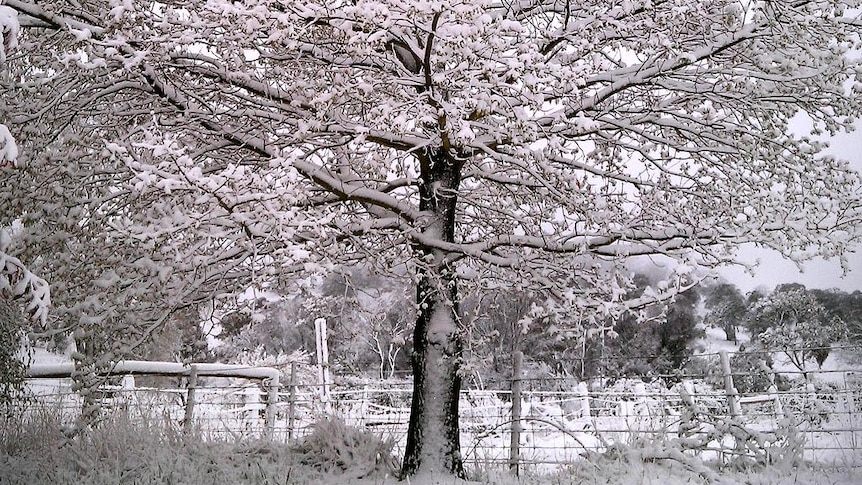 Snow covers a tree.