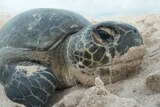 Green sea turtle nesting on Raine Island