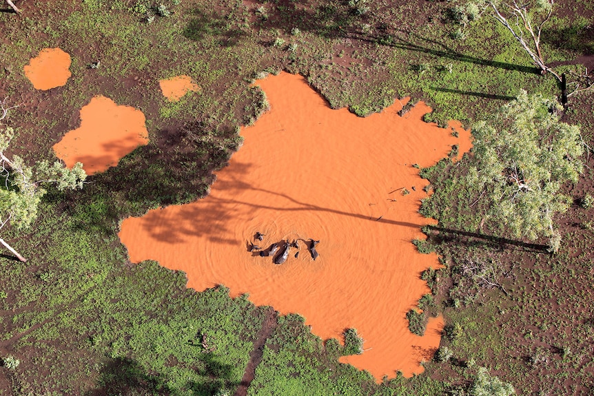 An aerial view of a herd of buffalo bathing in a billabong with orange water, surrounded by green shubbery, on a sunny day.