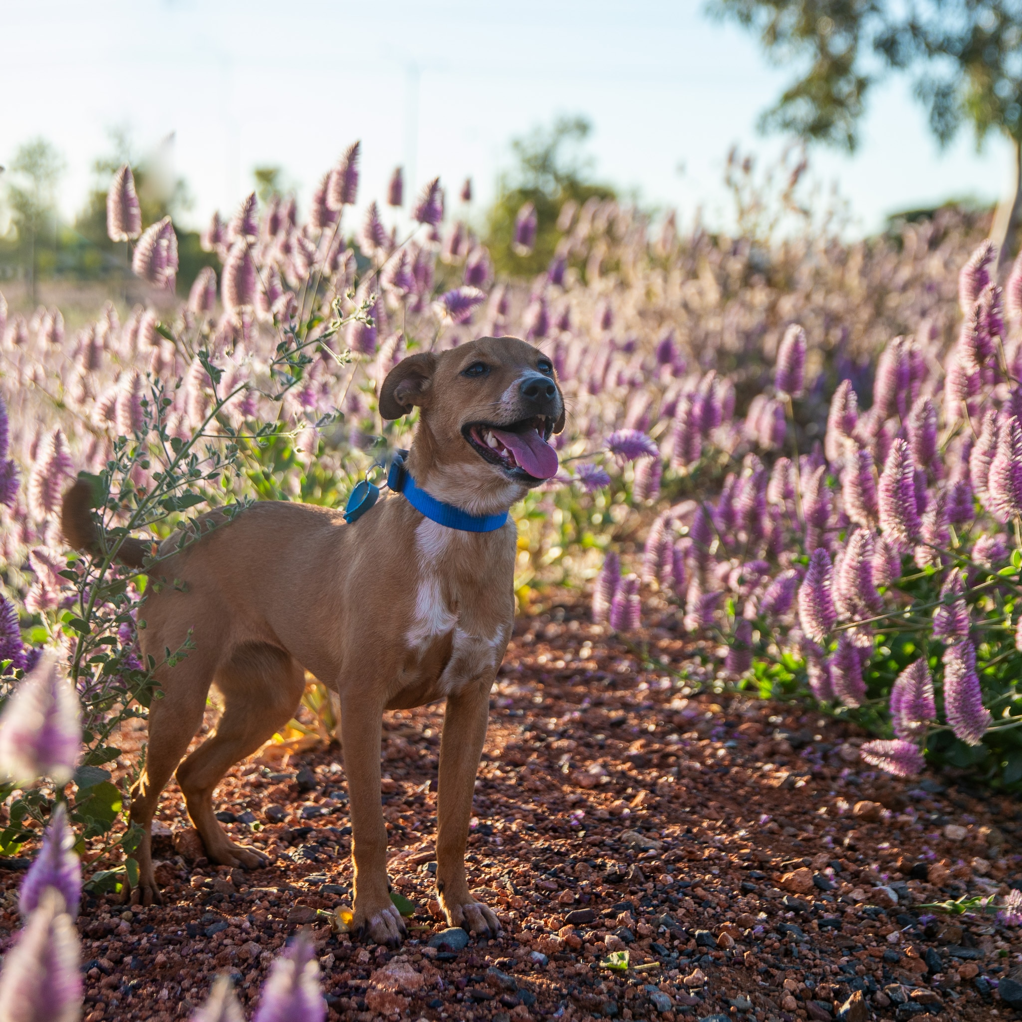 Euthanasia fears see rescue group SAFE asking Qantas to rethink rules