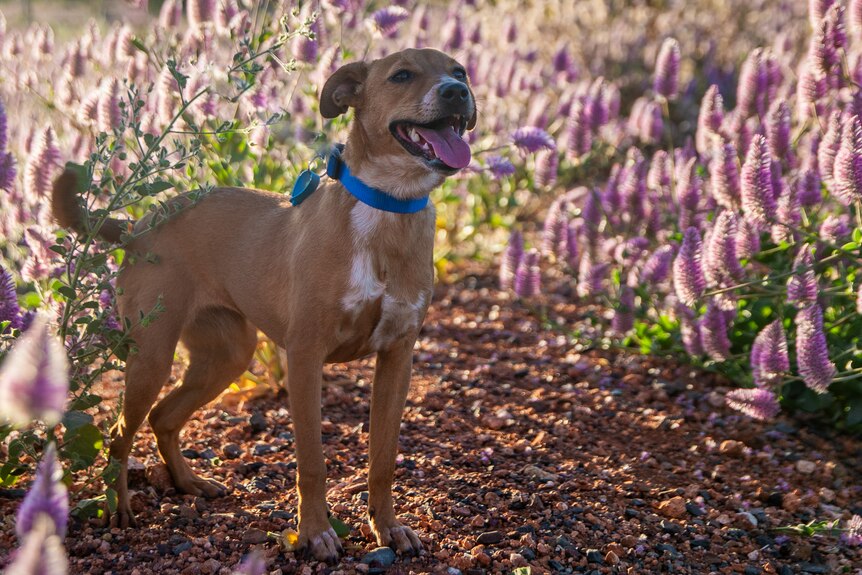 Dog in a field of purple wildflowers