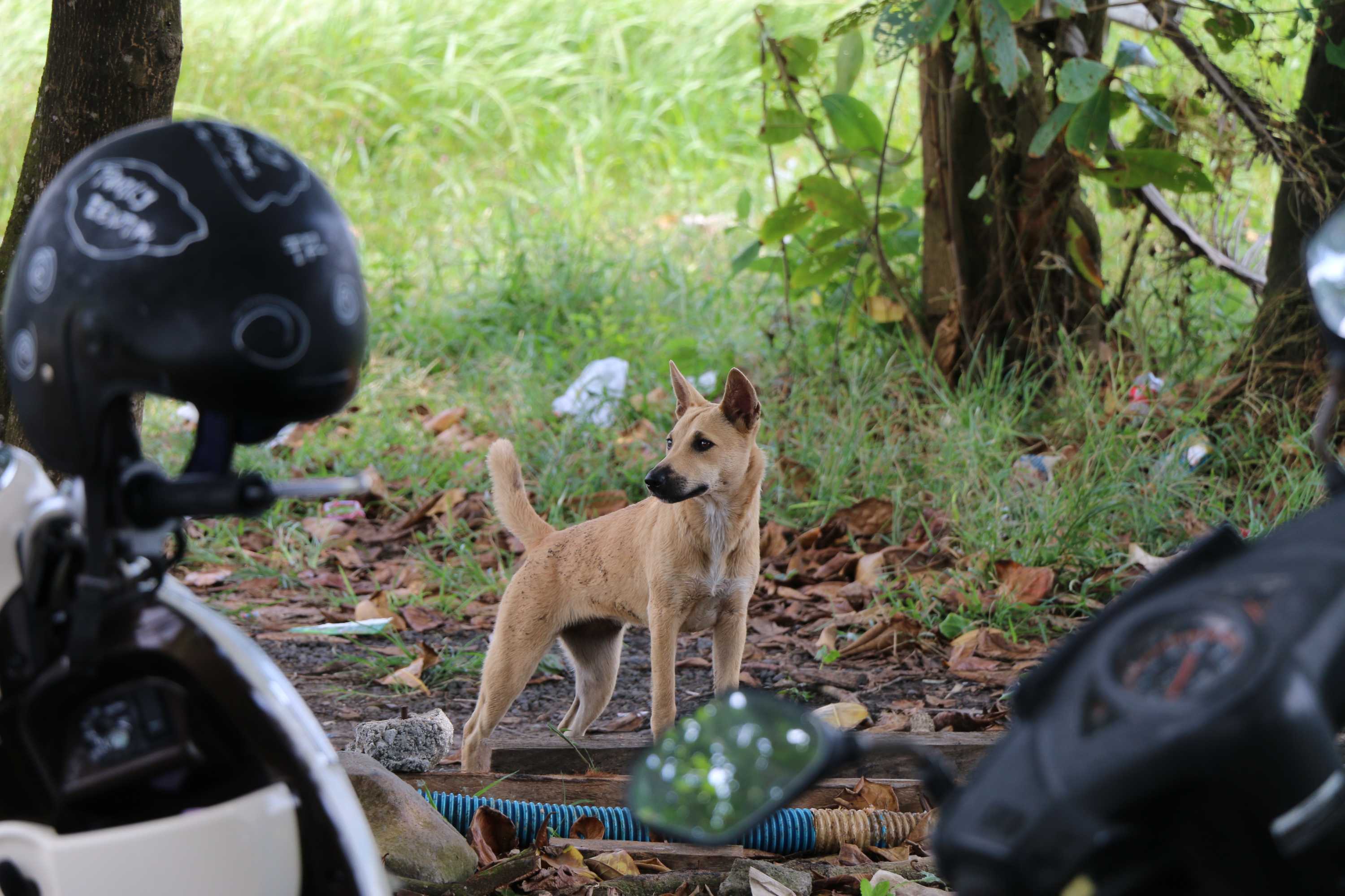 Bali Rescue Volunteers Brave Imminent Eruption To Rescue Abandoned Dogs ...