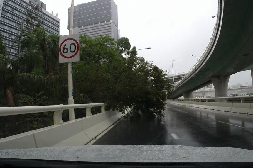 Tree blocking lane on Riverside Express