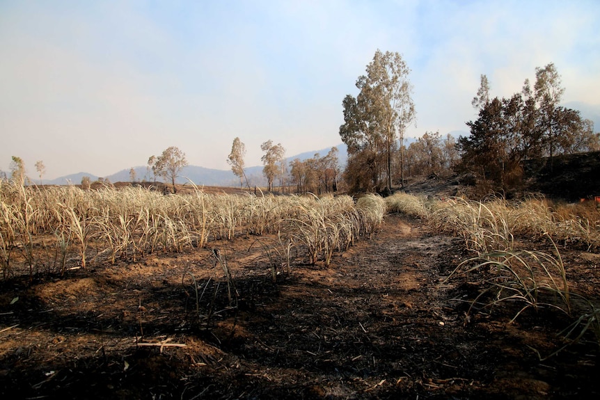 Short sugar cane plants are burnt, rows are blackened and the trees on the horizon are smoldering.