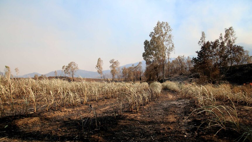 Short sugar cane plants are burnt, rows are blackened and the trees on the horizon are smoldering.