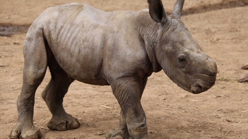 Southern white rhinoceros calf