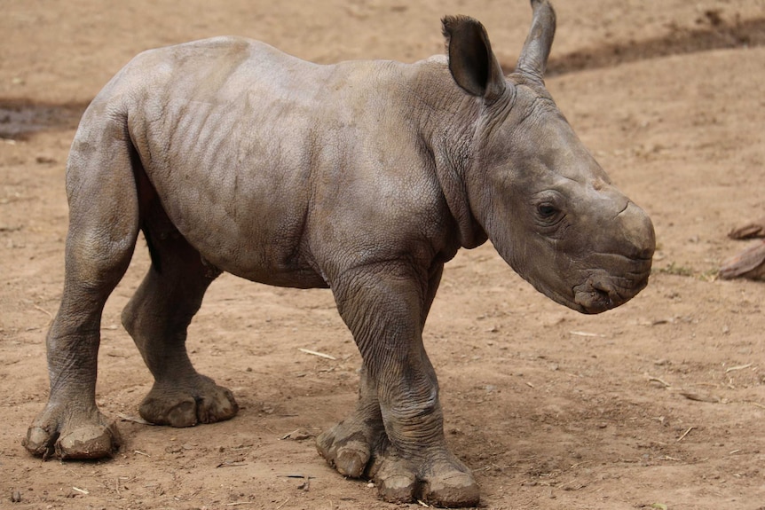 Southern white rhinoceros calf