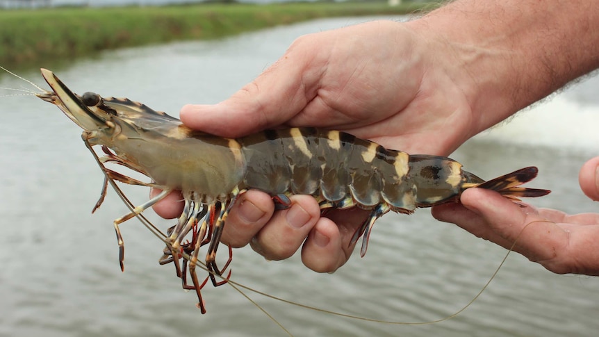 A massive tiger prawn harvested on Queensland's Sunshine Coast