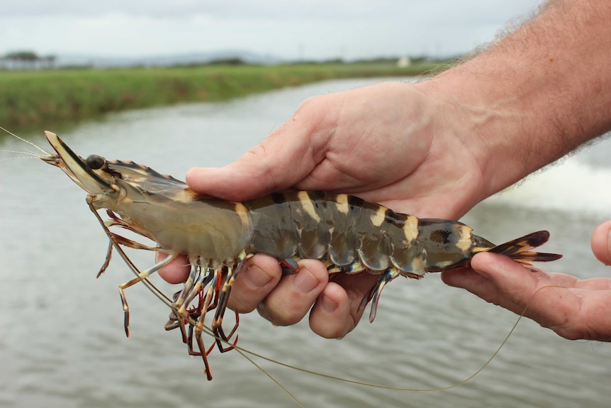 A massive tiger prawn harvested on Queensland's Sunshine Coast