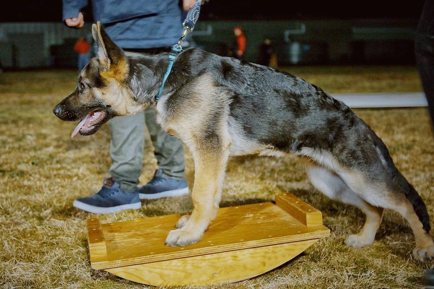A German Shepherd on a leash being trained.