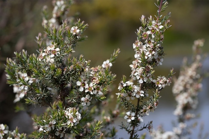 Silky Tea Tree (Leptospermum lanigerum) with beautiful white flowers