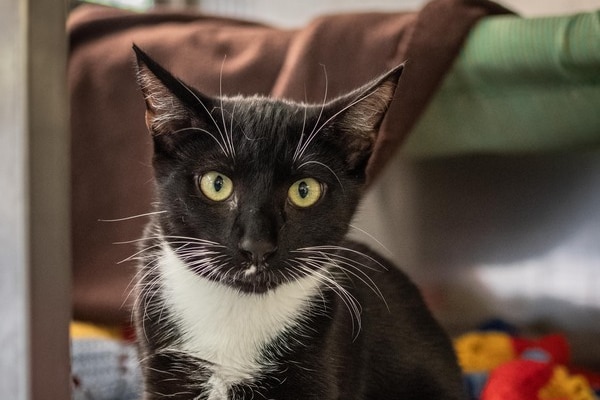 Un chat noir sur des couvertures colorées.