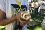 Young girl holds a ferret
