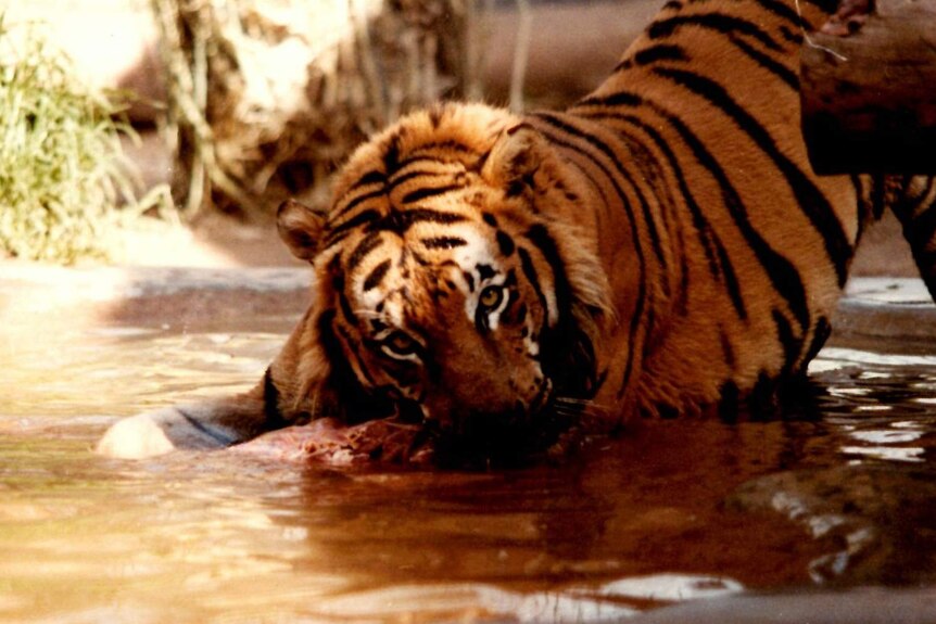 A tiger stares at the camera, while drinking in its enclosure at the Bacchus Marsh Safari Park.