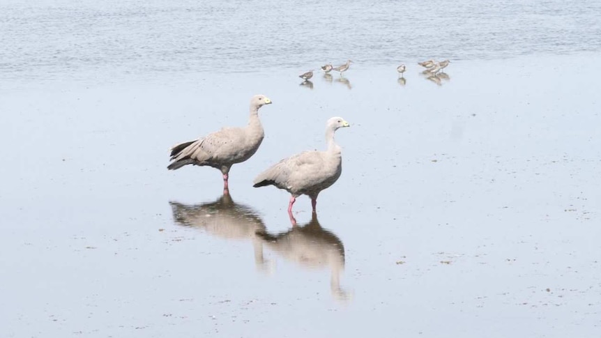 Cape Barren geese on water with reflection